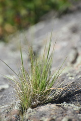Aristida basiramea