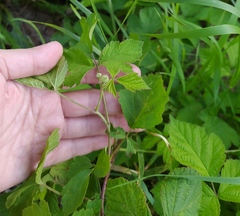 Rubus caesius
