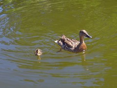 Anas platyrhynchos
