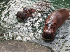 Hippopotamus