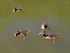 Anas platyrhynchos