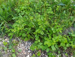 Rubus caesius