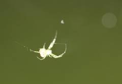 Leucauge