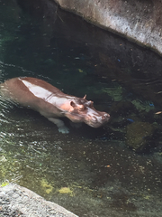 Hippopotamus