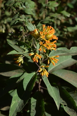 Cestrum thyrsoideum