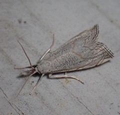 Haimbachia squamulellus