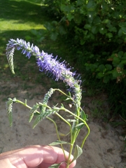 Veronica spicata