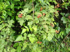 Rubus parviaraliifolius
