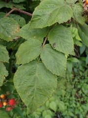 Rubus parviaraliifolius
