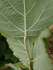 Rubus parviaraliifolius