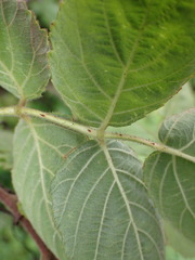 Rubus parviaraliifolius