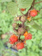 Rubus parviaraliifolius