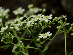 Saxifraga hostii