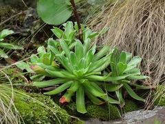 Saxifraga hostii