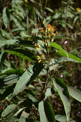 Cestrum thyrsoideum