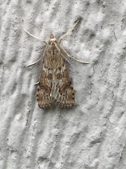 Loxostege sticticalis