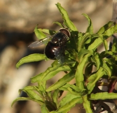 Copestylum scutellatum
