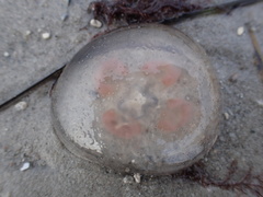 Aurelia aurita