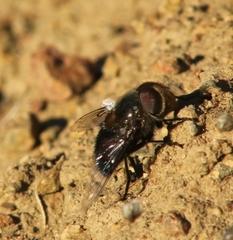 Copestylum scutellatum