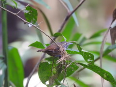Epinecrophylla fulviventris