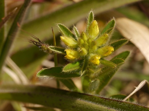 Crotalaria nana Burm.f.