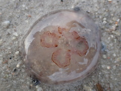 Aurelia aurita