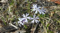 Phlox bifida
