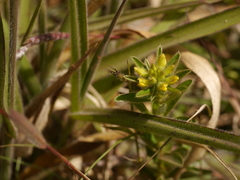 Crotalaria nana