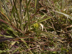 Crotalaria nana