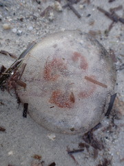 Aurelia aurita