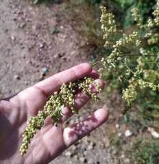 Artemisia vulgaris