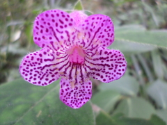 Kohleria