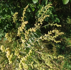 Artemisia vulgaris