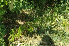 Artemisia vulgaris