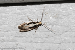 Monopis dorsistrigella