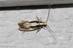 Monopis dorsistrigella