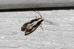 Monopis dorsistrigella