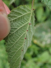 Rubus parviaraliifolius