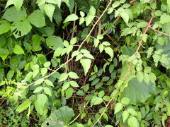 Rubus parviaraliifolius