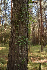 Solanum appendiculatum