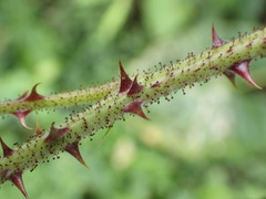 Rubus parviaraliifolius