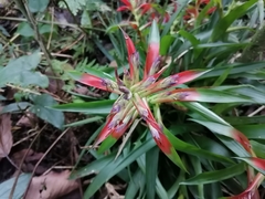 Tillandsia leiboldiana