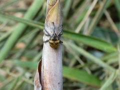 Rhinastus latisternus