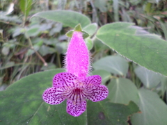 Kohleria
