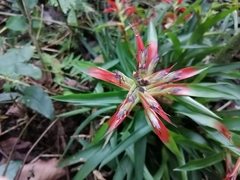Tillandsia leiboldiana