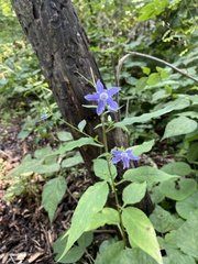 Campanulastrum americanum