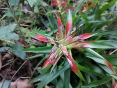 Tillandsia leiboldiana