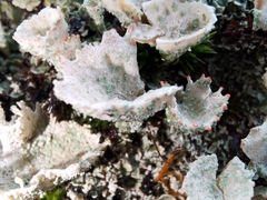 Cladonia coccifera