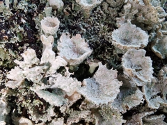 Cladonia coccifera