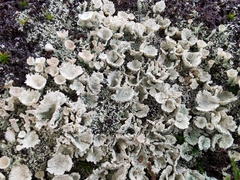 Cladonia coccifera